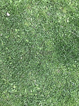 草,紋理,綠色