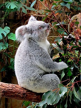 考拉,動(dòng)物園,purry