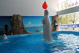 虎鲸,海豚馆,技巧