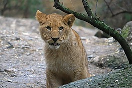 獅子,年輕的動物,年輕