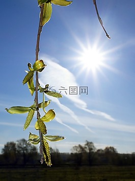 太陽,分支,葉子