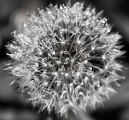 性質(zhì),花,蒲公英