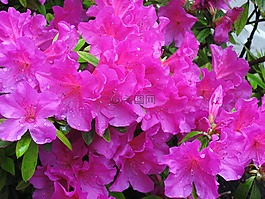 5 月,杜鹃花,粉色