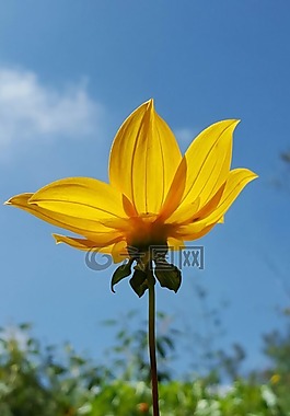 鮮花,黃色花,春