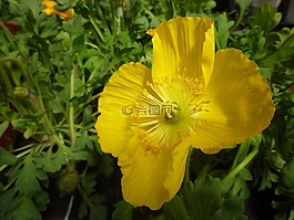 罌粟,黃色,開花