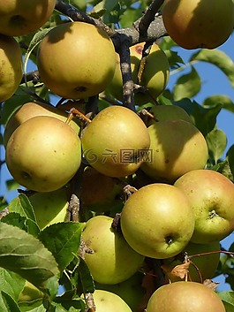 苹果,成熟,树