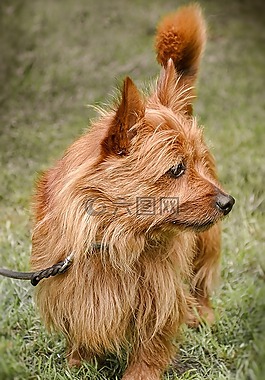 山梗,狗,hundeportrait