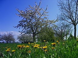 草地,蒲公英,樹