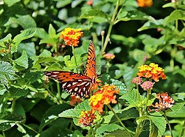 butterflay,海湾川贝,激情蝴蝶
