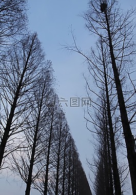 梅茨是葵,木材,吉