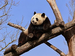 小熊貓,休息,分支機構(gòu)