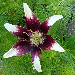 鮮花,植物,花園
