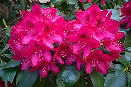 杜鵑,鮮花,紅色