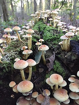 秋季,林,蘑菇