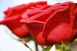 玫瑰,愛情,花