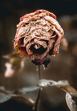 花,玫瑰,自然
