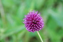 花,紫,關(guān)閉