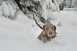 冬天,狗,雪