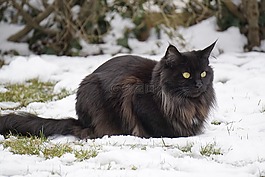 雪,哺乳動物,冬天