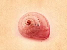 海螺,背景,紋理