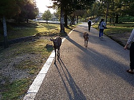 日本,奈良,公園