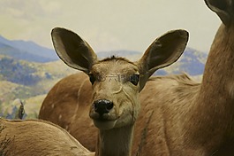 鹿,野生動物,動物