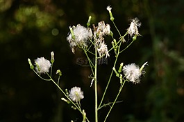 自然,野花,戶外