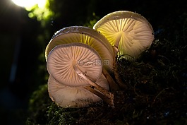 蘑菇,光,蘑菇組