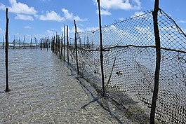 漁業,mar,海灘