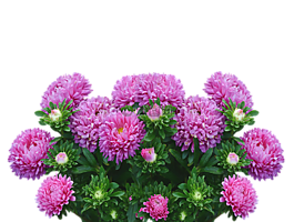 asters,秋季,花朵紫色的