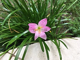 花,花卉,花的颜色粉色