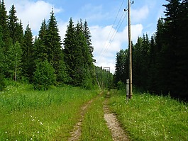 森林,路,喚醒