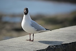 鳥,燕鷗,海鷗