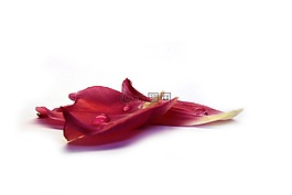郁金香叶,花瓣,露水