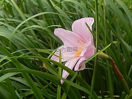 藏紅花,羅莎,粉紅色的花