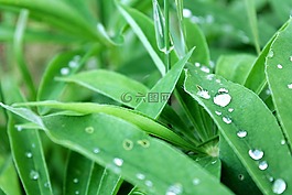草,綠草,羅莎