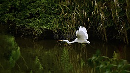 動物,河,水邊