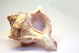 外殼,蝸牛,螺旋