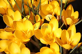 藏紅花,春天,黃色
