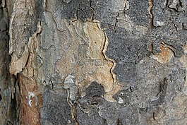 樹樹皮,吠,日志