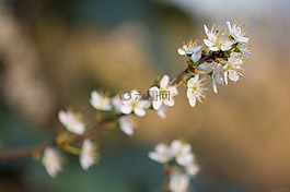 開花,花,春天