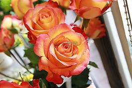 玫瑰,鮮花,粉紅色的玫瑰