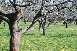 果園,蘋果樹,花園