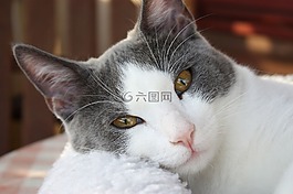 貓,貓的,尋找