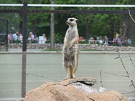 surrikatov,動物,滑稽