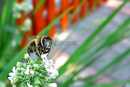 蜜蜂,花卉,綠色
