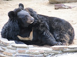 熊,動(dòng)物,動(dòng)物園