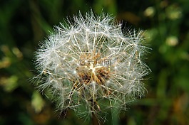 蒲公英,普通的蒲公英,指出花