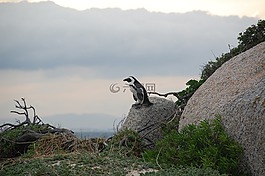 南非,企鵝,鳥(niǎo)
