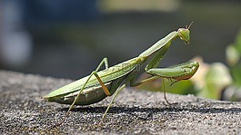 昆虫,螳螂,绿色
